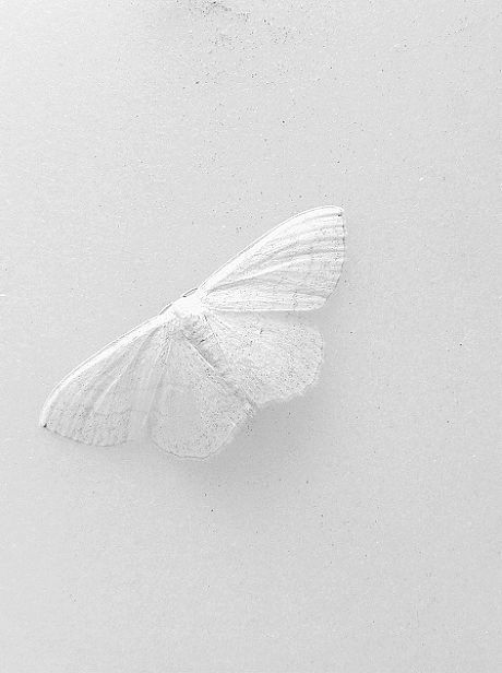 "Ice Butterfly" Collection